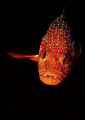   Cephalopholis miniata Coral Grouper  